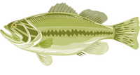 bronzeback fishing guide bronzeback fishing guide